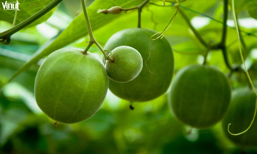 Monk Fruit – Nature's Gift to Health-conscious Individuals 2 VINUT_The Origin and Discovery of Monk Fruit
