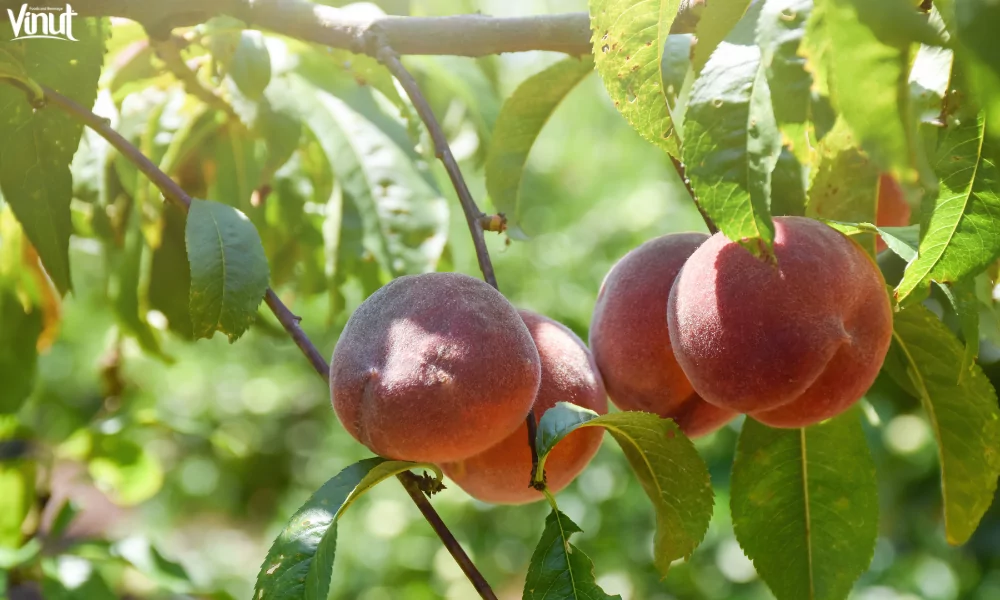 The Peaches: The Natural Sweetness with 4 Impressive Benefits 15 VINUT_Growing Your Own Peach Tree