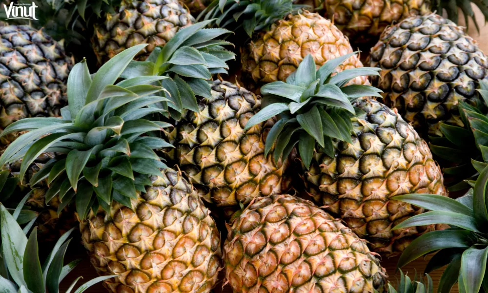 The Pineapple: Exploring the Origins, Nutrition Value and 4 Interesting Fun Facts 5 VINUT_The Pineapple's Anatomy
