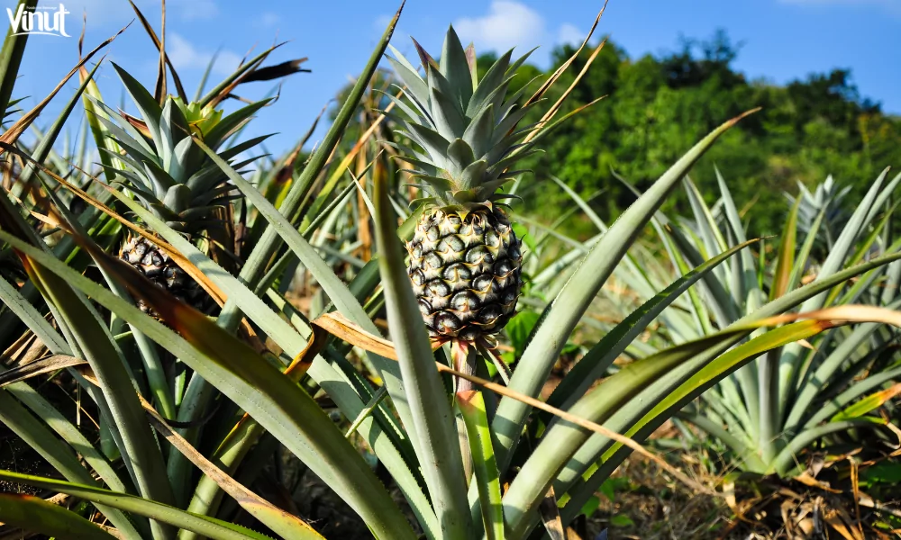 The Pineapple: Exploring the Origins, Nutrition Value and 4 Interesting Fun Facts 6 VINUT_Cultivating Pineapples