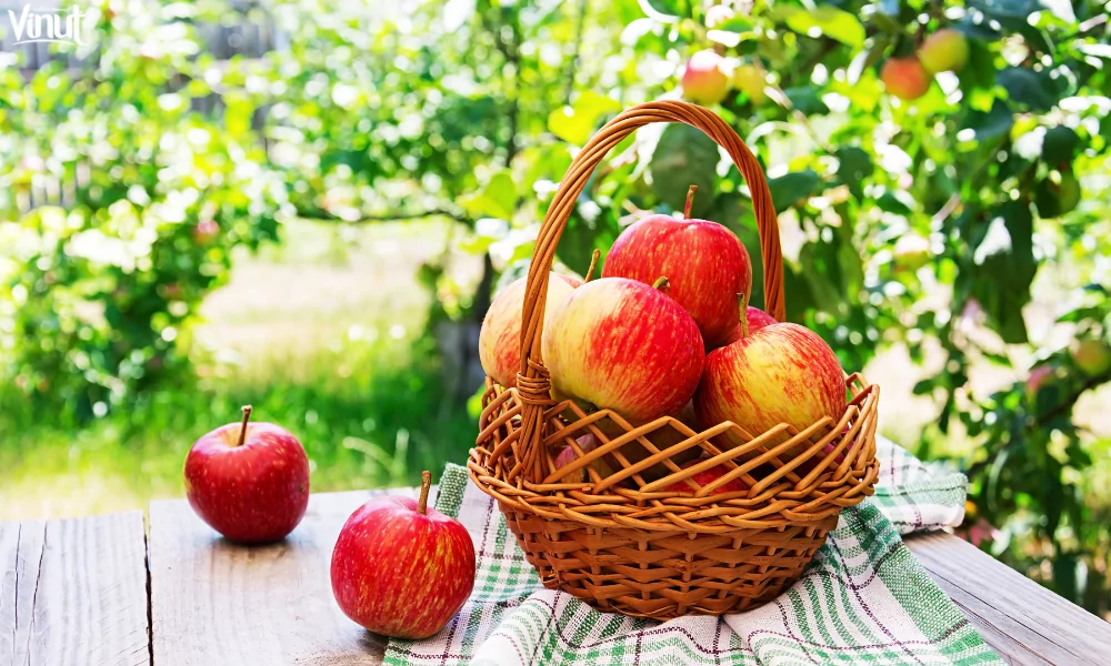 VINUT_ Apples