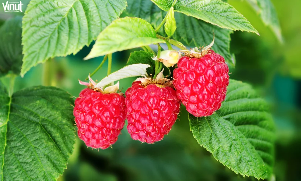 The Raspberry: A Versatile and Delicious Fruit 2 VINUT_A Brief History of the Raspberry