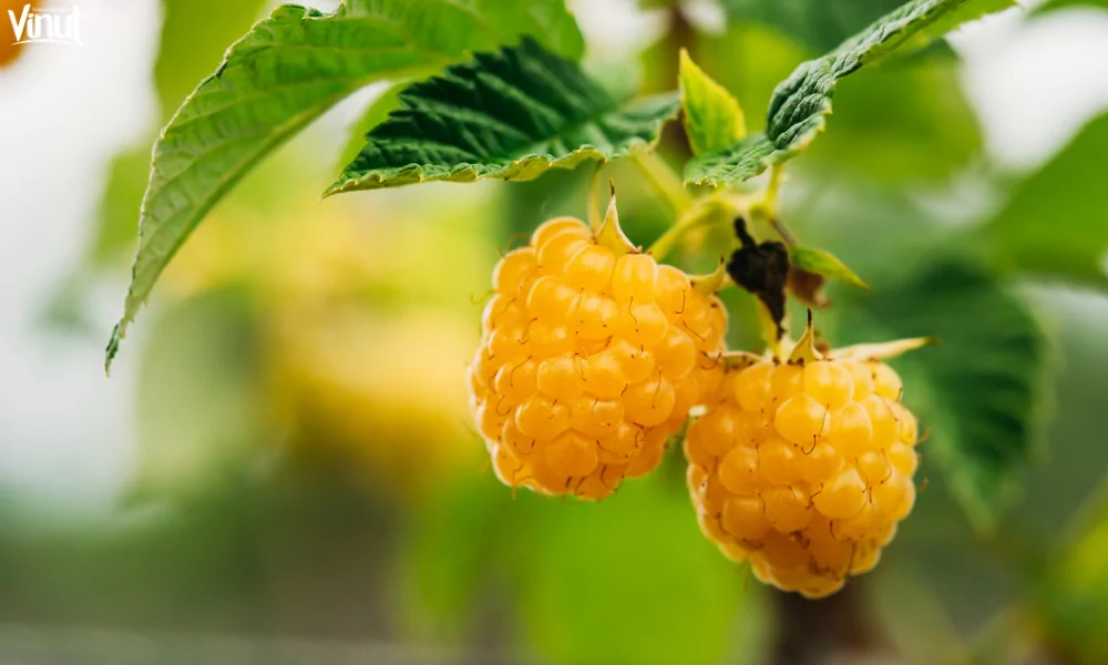 The Raspberry: A Versatile and Delicious Fruit 6 VINUT_Golden Raspberries
