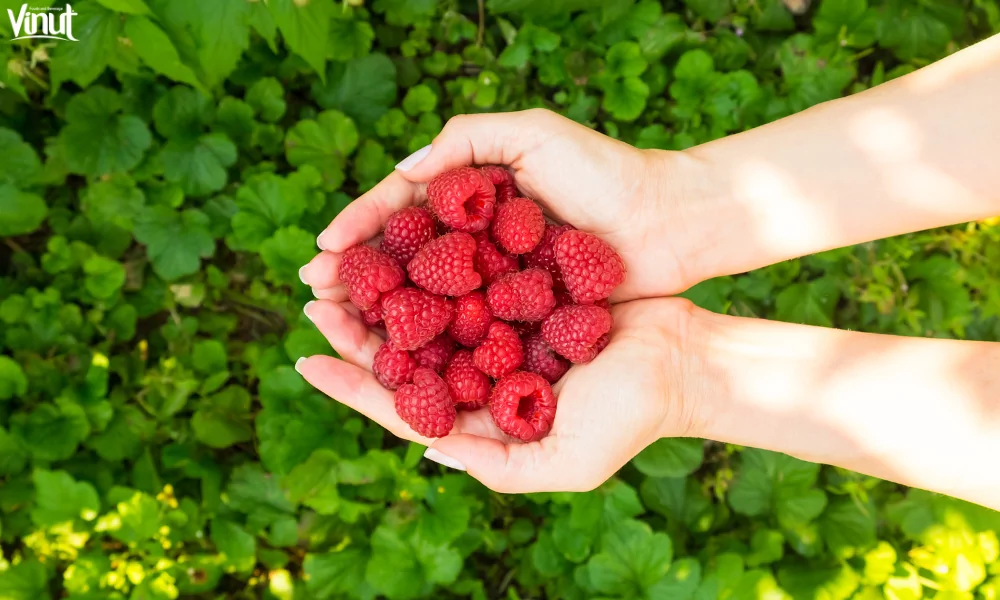 The Raspberry: A Versatile and Delicious Fruit 7 VINUT_The Health Benefits of Raspberries