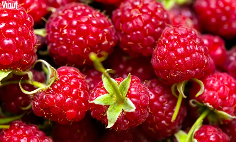 The Raspberry: A Versatile and Delicious Fruit 9 VINUT_Growing Your Raspberry Bushes