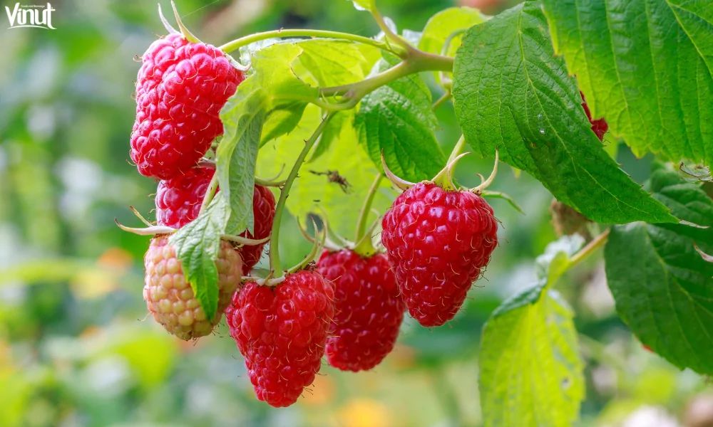 The Raspberry: A Versatile and Delicious Fruit 10 website 51 1