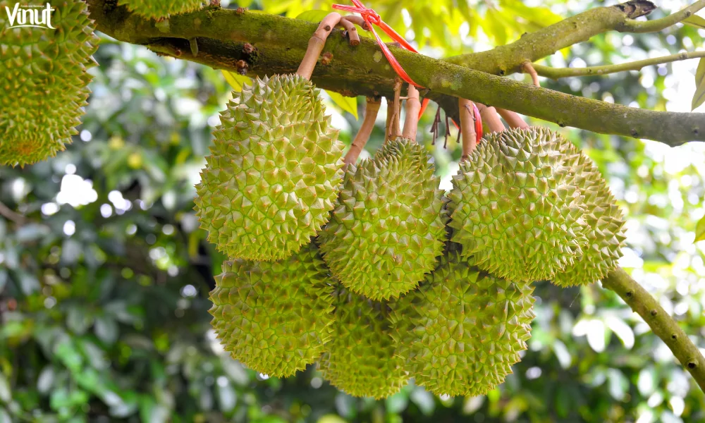 Durian: Exploring The King of Fruits 2 VINUT_The Durian Tree