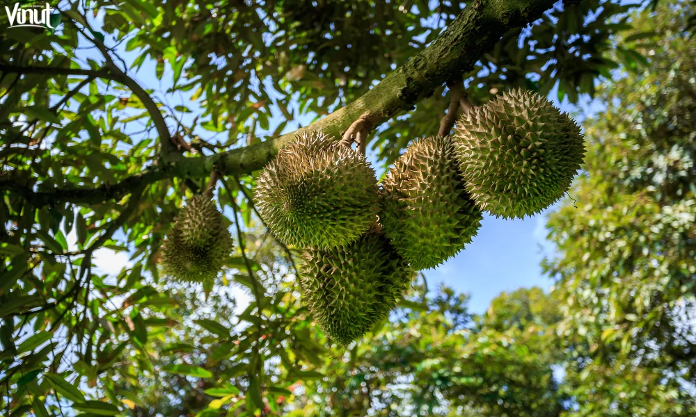 Durian: Exploring The King of Fruits 10 VINUT_Durian Controversies and Myths