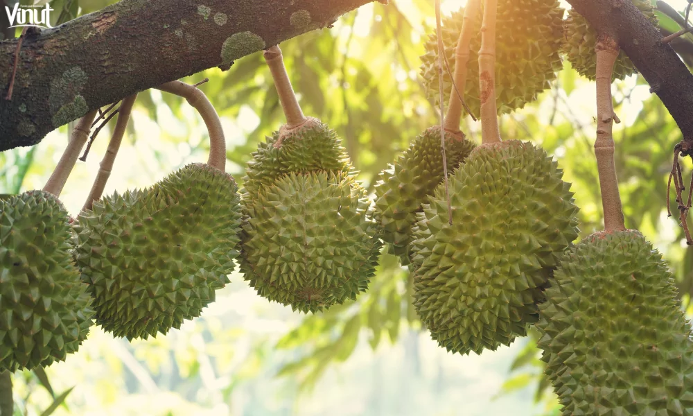 Durian: Exploring The King of Fruits 9 VINUT_Health Benefits