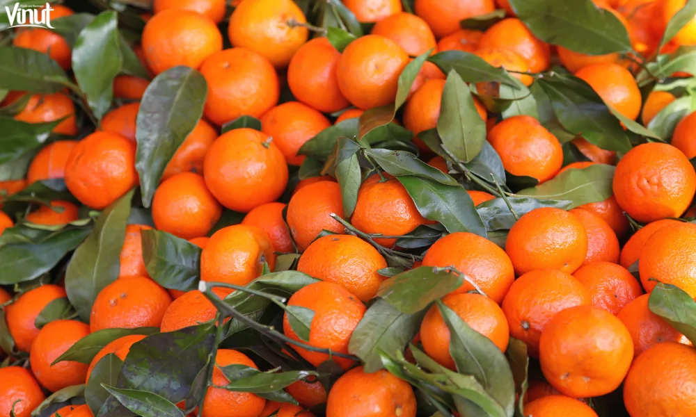 Tangerine: Varieties, 4 Nutritional Benefits and Culinary Uses 2 VINUT_A Brief Introduction
