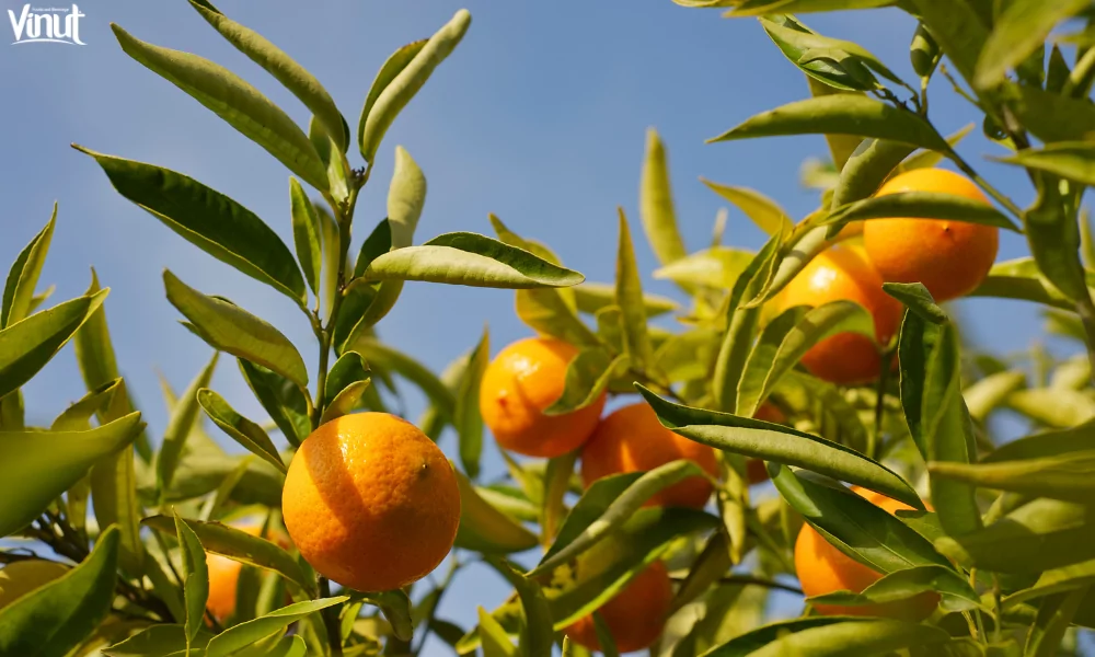 Tangerine: Varieties, 4 Nutritional Benefits and Culinary Uses 4 VINUT_Nutritional Benefits