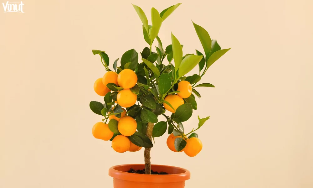 Tangerine: Varieties, 4 Nutritional Benefits and Culinary Uses 10 VINUT_A Sustainable Choice