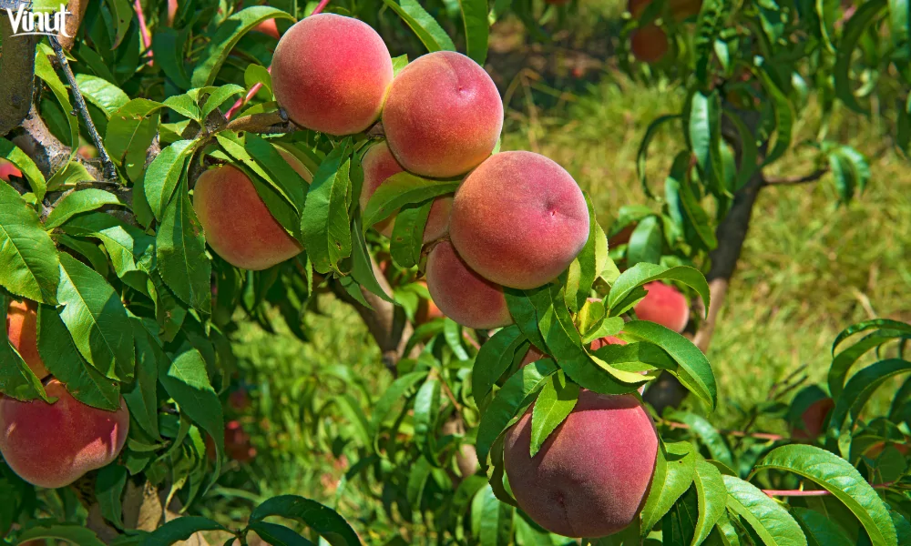 The Peaches: The Natural Sweetness with 4 Impressive Benefits 2 VINUT_The Origins of the Peach