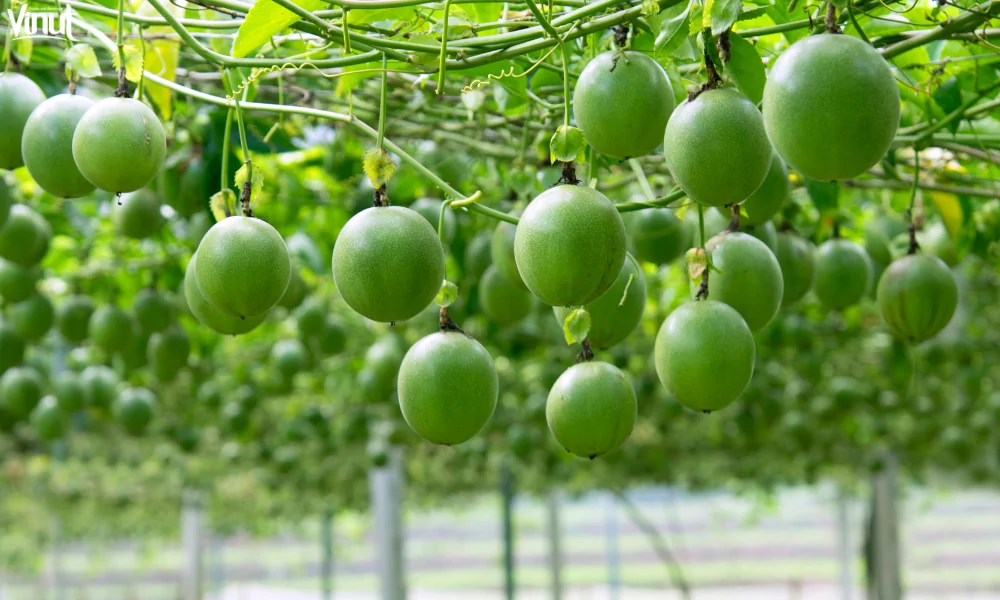 VINUT_Growing Your Own Passion Fruit