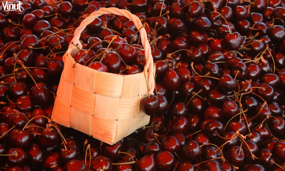 The Cherry Fruit: A Symbol of Natural Sweetness and Versatility 3 VINUT_Sweet Cherries