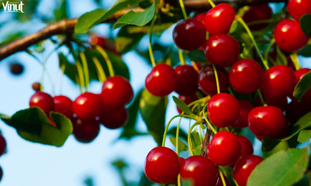 5 Great Benefits of Eating Cherries 3 VINUT_Sour Cherries