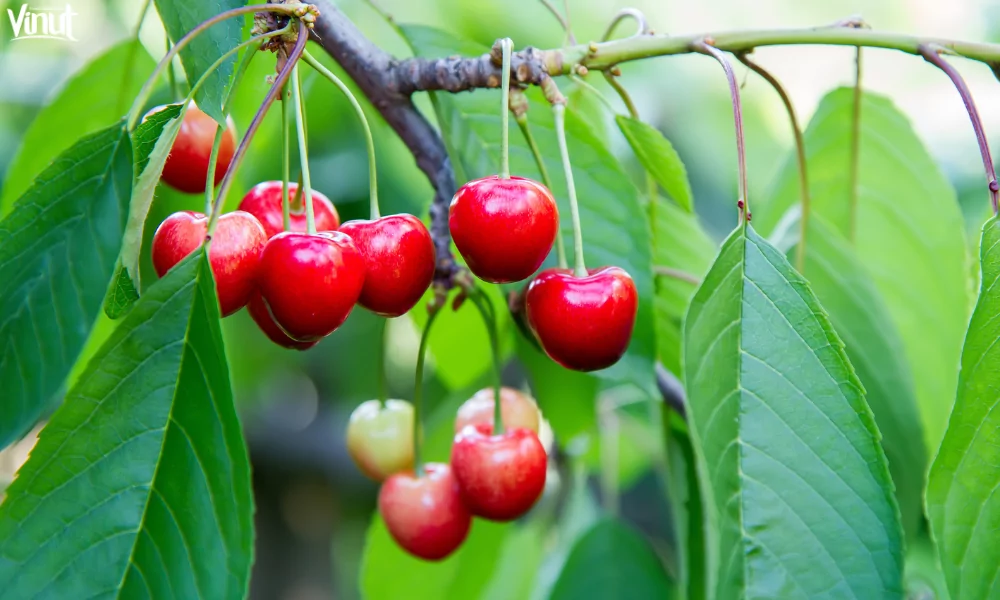 The Cherry Fruit: A Symbol of Natural Sweetness and Versatility 5 VINUT_Nutritional Value and Health Benefits