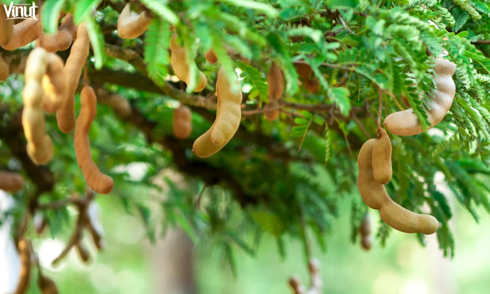 VINUT_What is Tamarind?