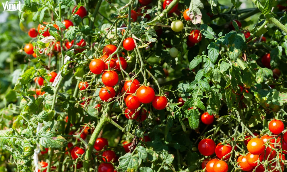 VINUT_Gardening Joy