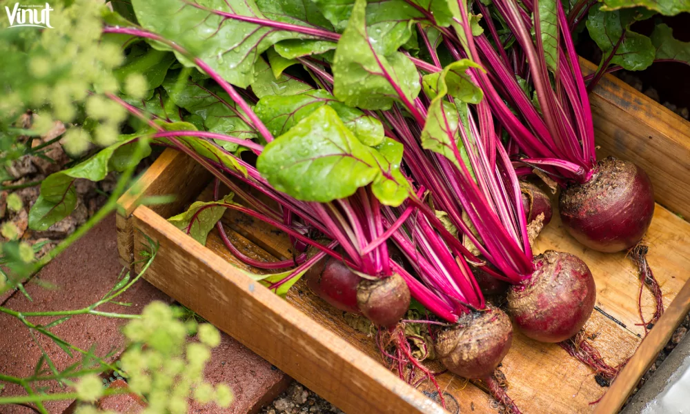 Beet Juice: A Trendy Health Drink 6 VINUT_The Science Behind Beet Juice’s Healing Powers