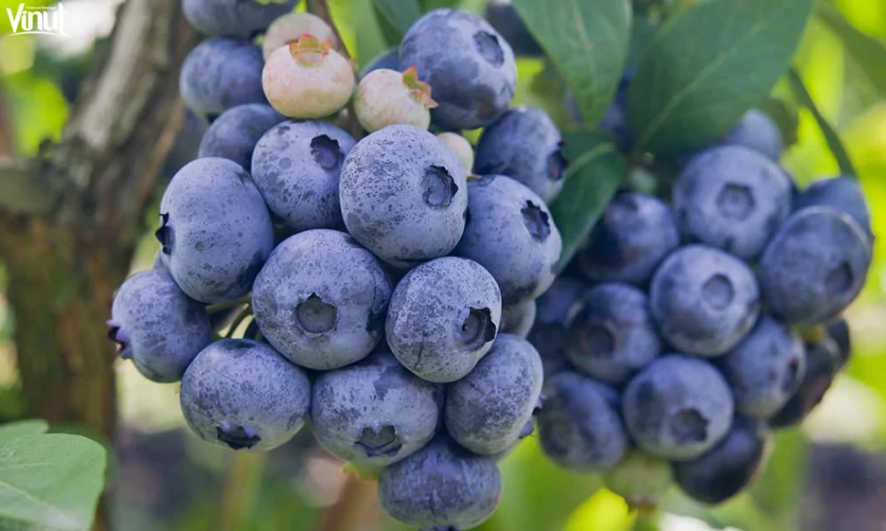 Blueberries: Brief History, Varieties, Nutritional Value, and 4 Fun Facts 3 VINUT_Highbush