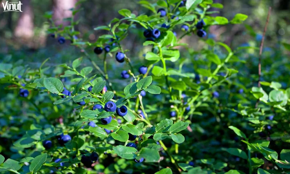 Blueberries: Brief History, Varieties, Nutritional Value, and 4 Fun Facts 4 VINUT_Lowbush