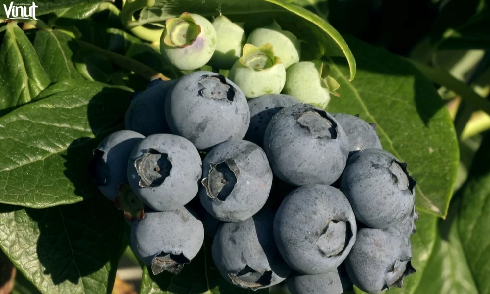 Blueberries: Brief History, Varieties, Nutritional Value, and 4 Fun Facts 5 VINUT_Rabbiteye