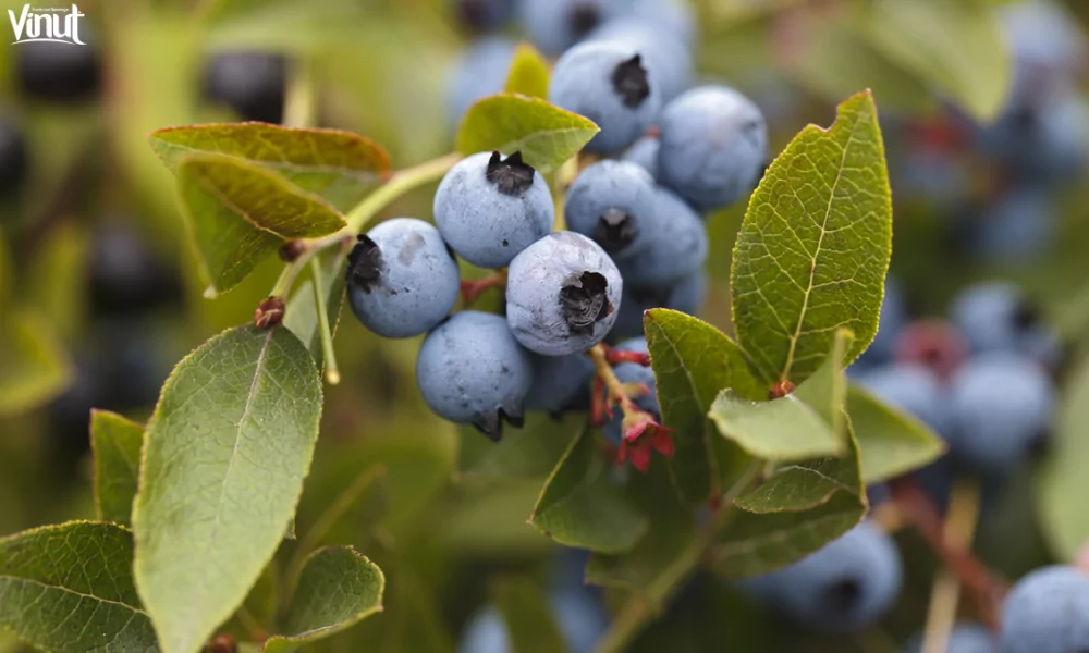Blueberries: Brief History, Varieties, Nutritional Value, and 4 Fun Facts 6 VINUT_Half-High