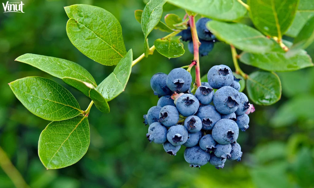 Blueberries: Brief History, Varieties, Nutritional Value, and 4 Fun Facts 7 VINUT_Cultivating Blueberries