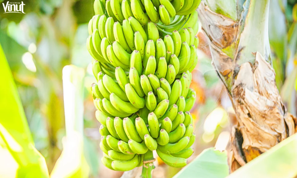 VINUT_Cultivation and Types