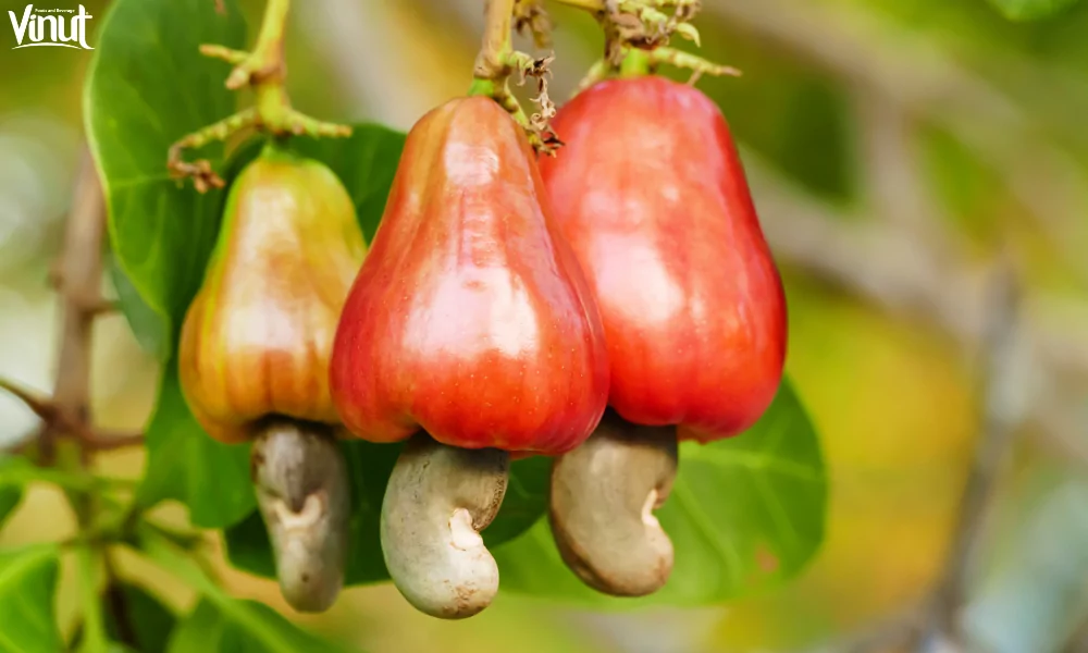 Cashew Fruit: The Versatility in Culinary Applications 2 VINUT_What is Cashew Fruit?