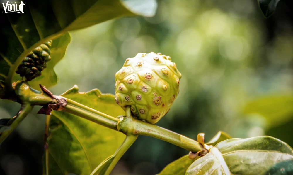Noni Juice: The Fascinating Health Benefits and Uses 4 VINUT_Noni’s Nutritional Profile: A Closer Look