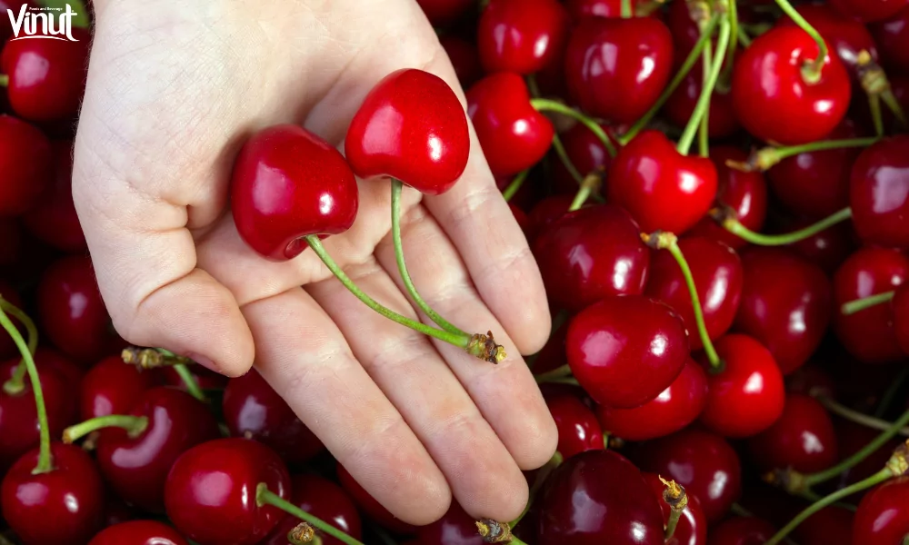 5 Great Benefits of Eating Cherries 4 VINUT_More Than Just a Snack: Cherry’s Nutritional Benefits and Health Properties