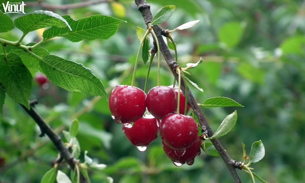 5 Great Benefits of Eating Cherries 5 VINUT_Symbolism and Traditions