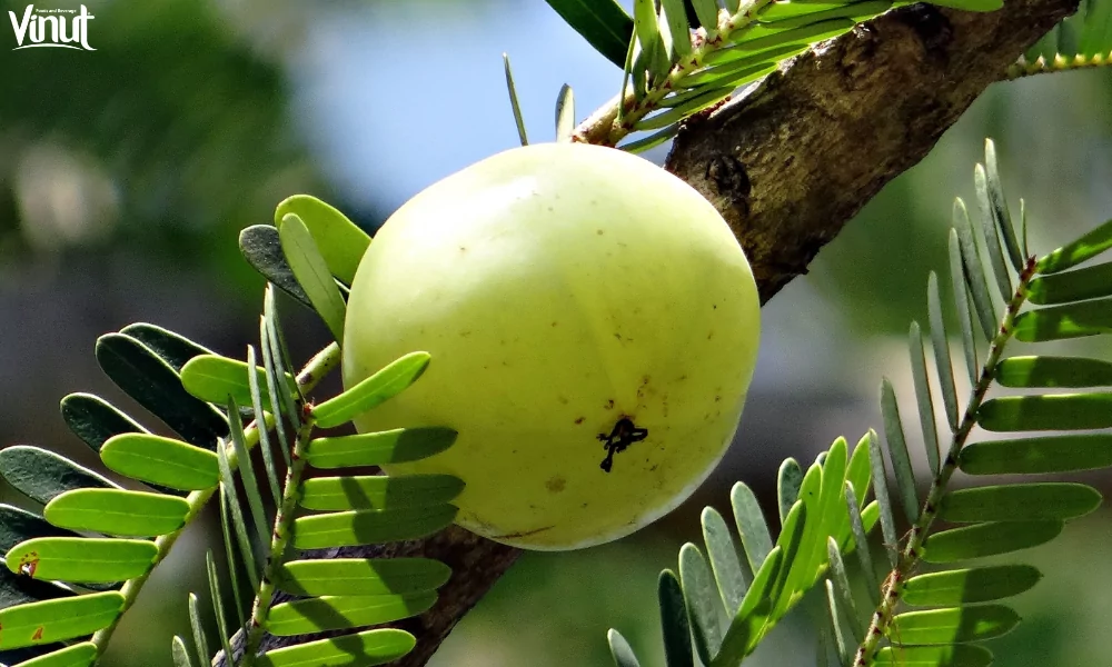 VINUT_Amla Juice: Potential Side Effects and Precautions
