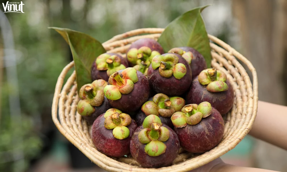 Mangosteen: The Queen of Fruits 6 VINUT_Cultivation and Harvest: Understanding the Mangosteen Tree
