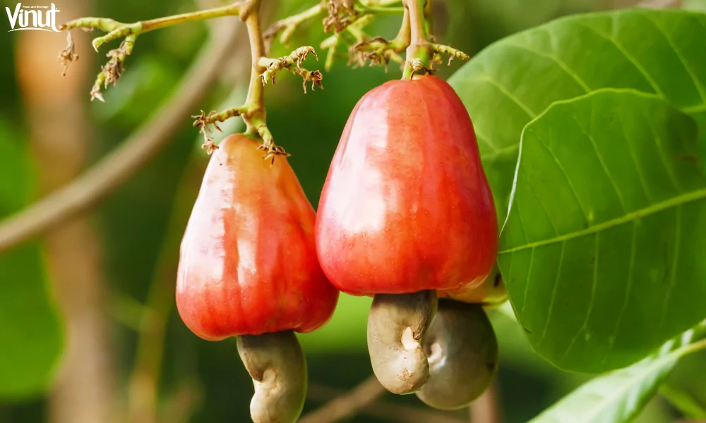 Cashew Fruit: The Versatility in Culinary Applications 3 VINUT_Nutritional Powerhouse: Exploring the Health Benefits of Cashew Fruit
