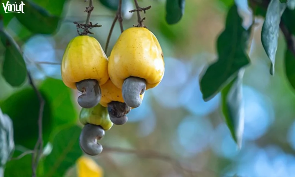 Cashew Fruit: The Versatility in Culinary Applications 6 VINUT_Yellow Cashew Fruit