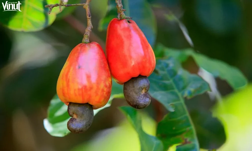 Cashew Fruit: The Versatility in Culinary Applications 7 VINUT_Red Cashew Fruit