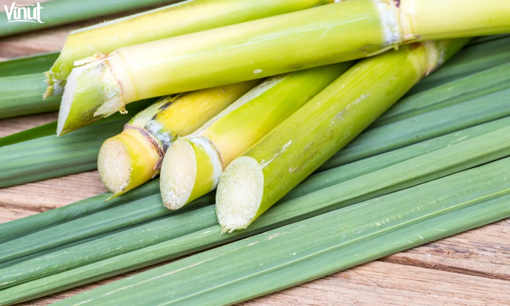 VINUT_Sugarcane and Human Health: Benefits and RisksSugarcane and Human Health: Benefits and Risks