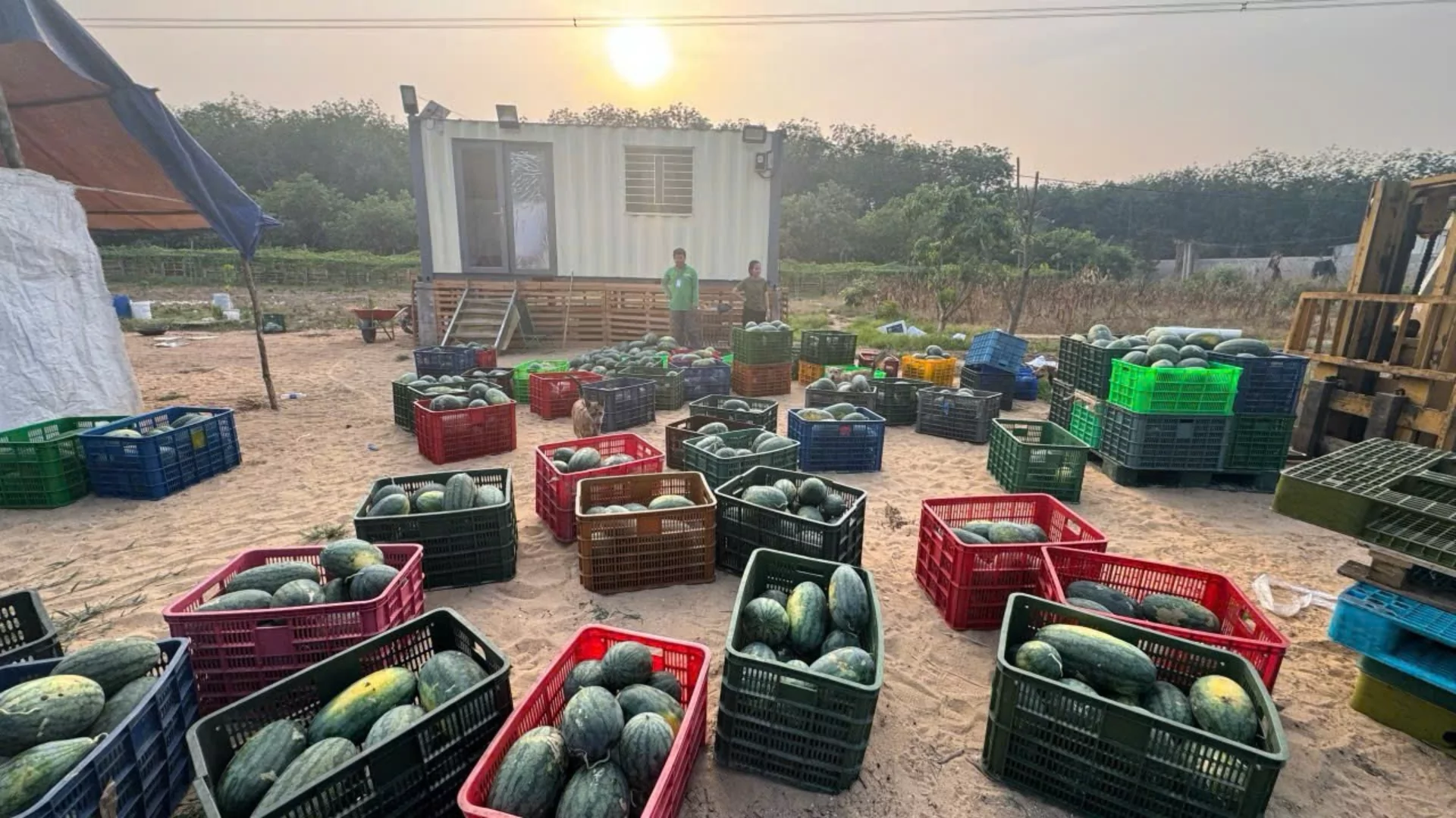 Watermelon