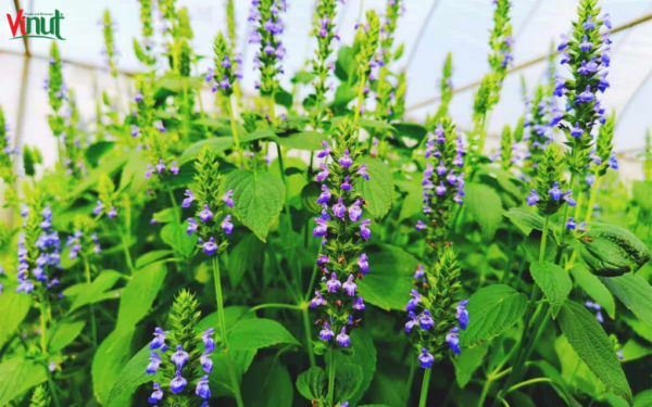 VINUT_What Are Basil Seeds?
