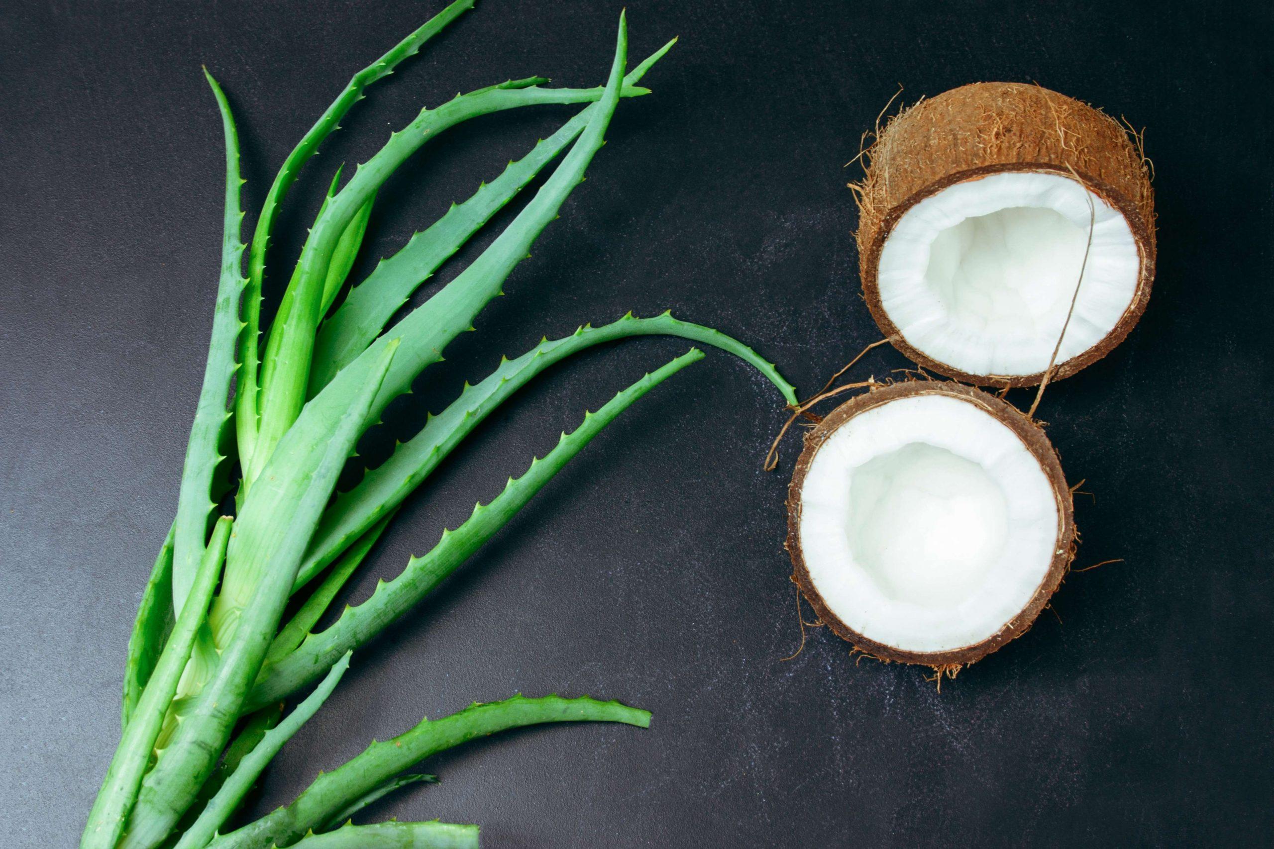 Coconut Aloe Vera Drink A Refreshing Blend of Nature's Goodness Coconut Aloe Vera Drink A Refreshing Blend of Nature's Goodness