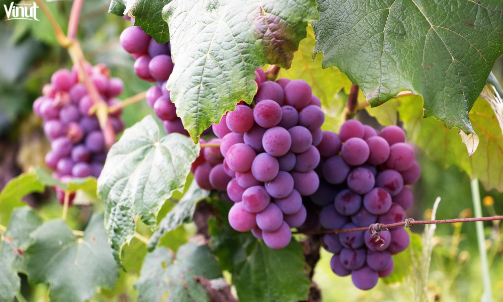 VINUT_Grapes