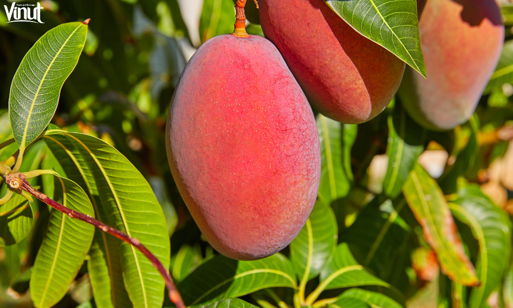 Mangoes: A Fruit for the Future 5 VINUT_Nutritional Benefits of Mangoes