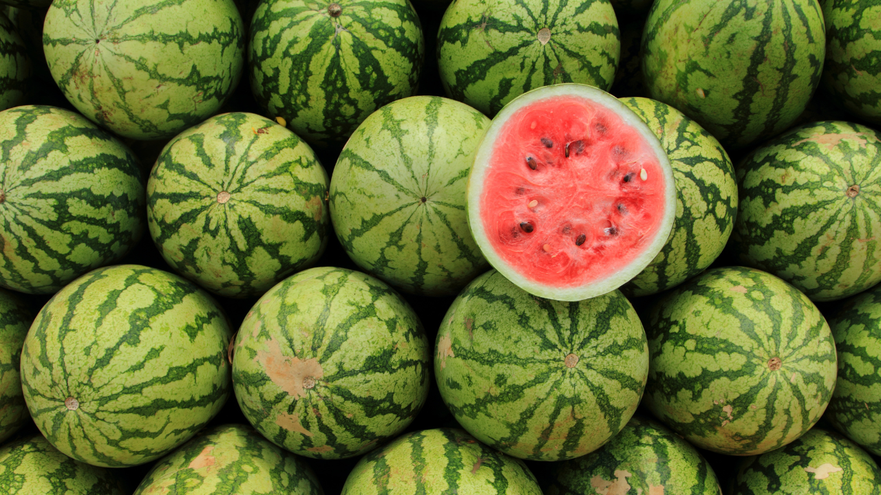 VINUT_Watermelon Introduction​