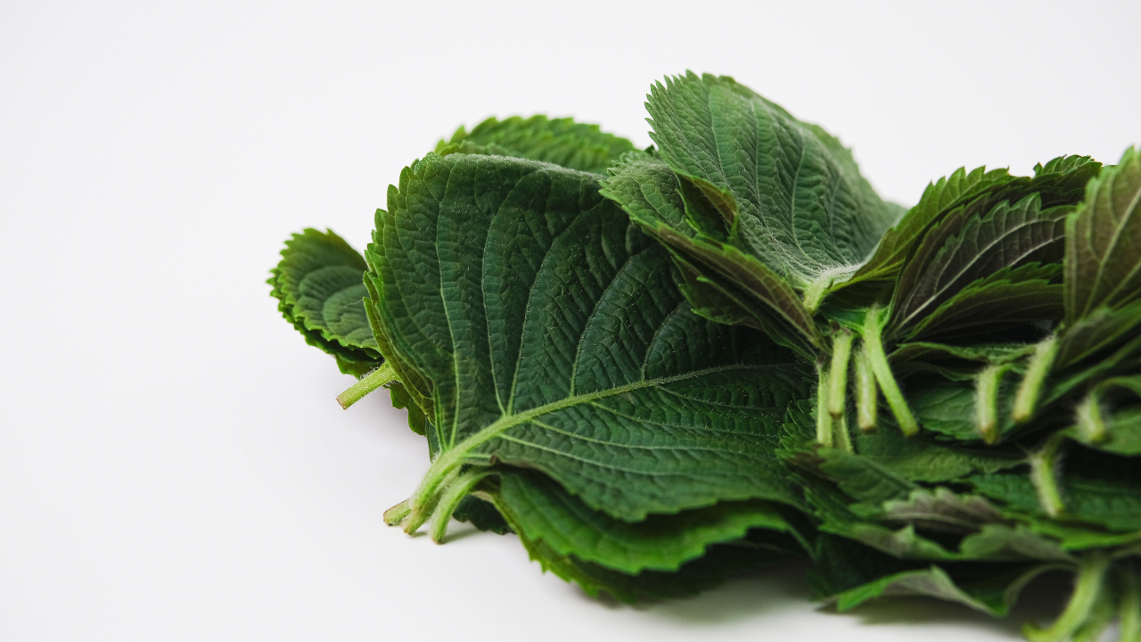 VINUT_Perilla (Perilla frutescens) is a leafy herb from the mint family, traditionally grown in East Asia