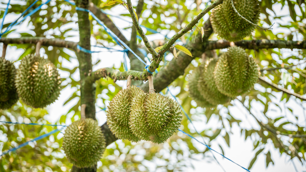 VINUT_Durian (Durio zibethinus), often referred to as the "king of fruits"