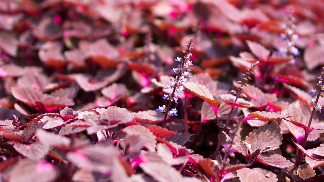 VINUT_Products infused with perilla leaf extract offer a natural path to better health
