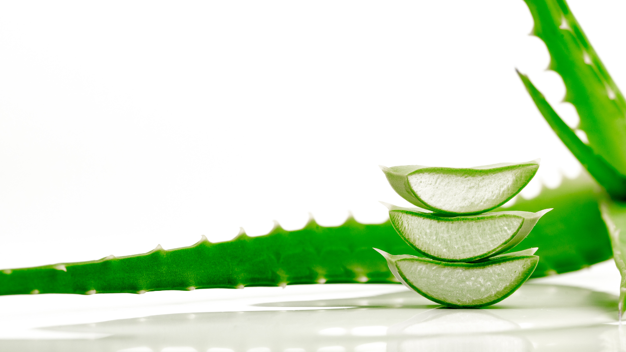 Aloe vera (Aloe barbadensis Miller) has been widely recognized for centuries for its healing properties, especially in skin care and wound treatment.